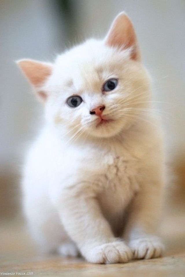 Kitten Portrait1
