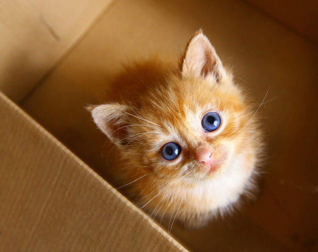 Kitten 5