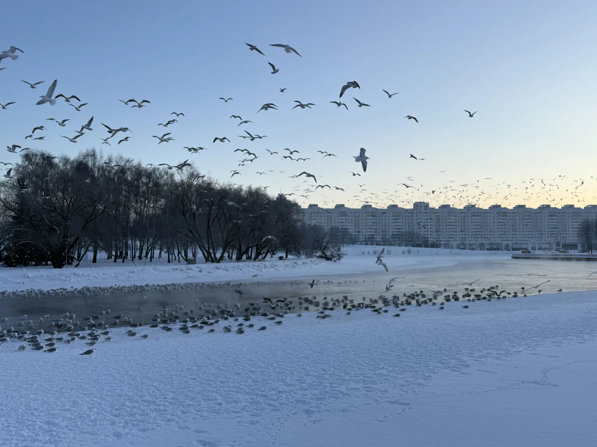 Чайки над Свислочью