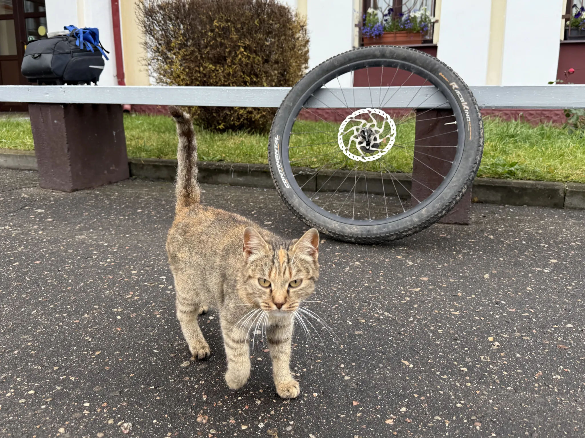 Кот и колесо