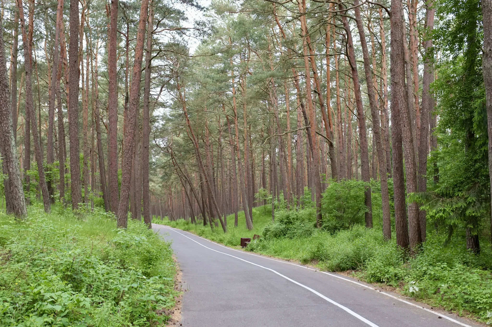 Велодорожка в сосновом лесу