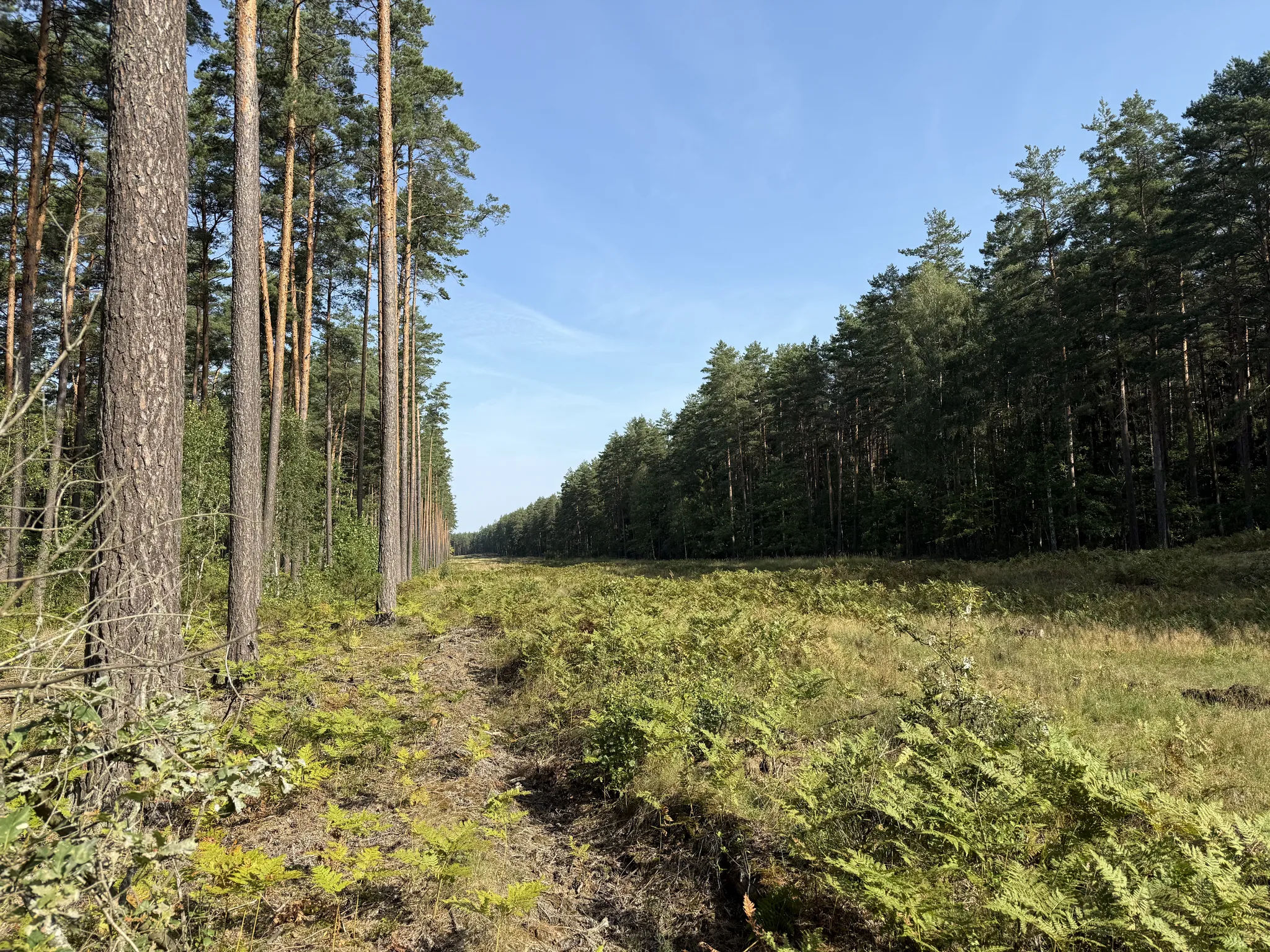 Просека