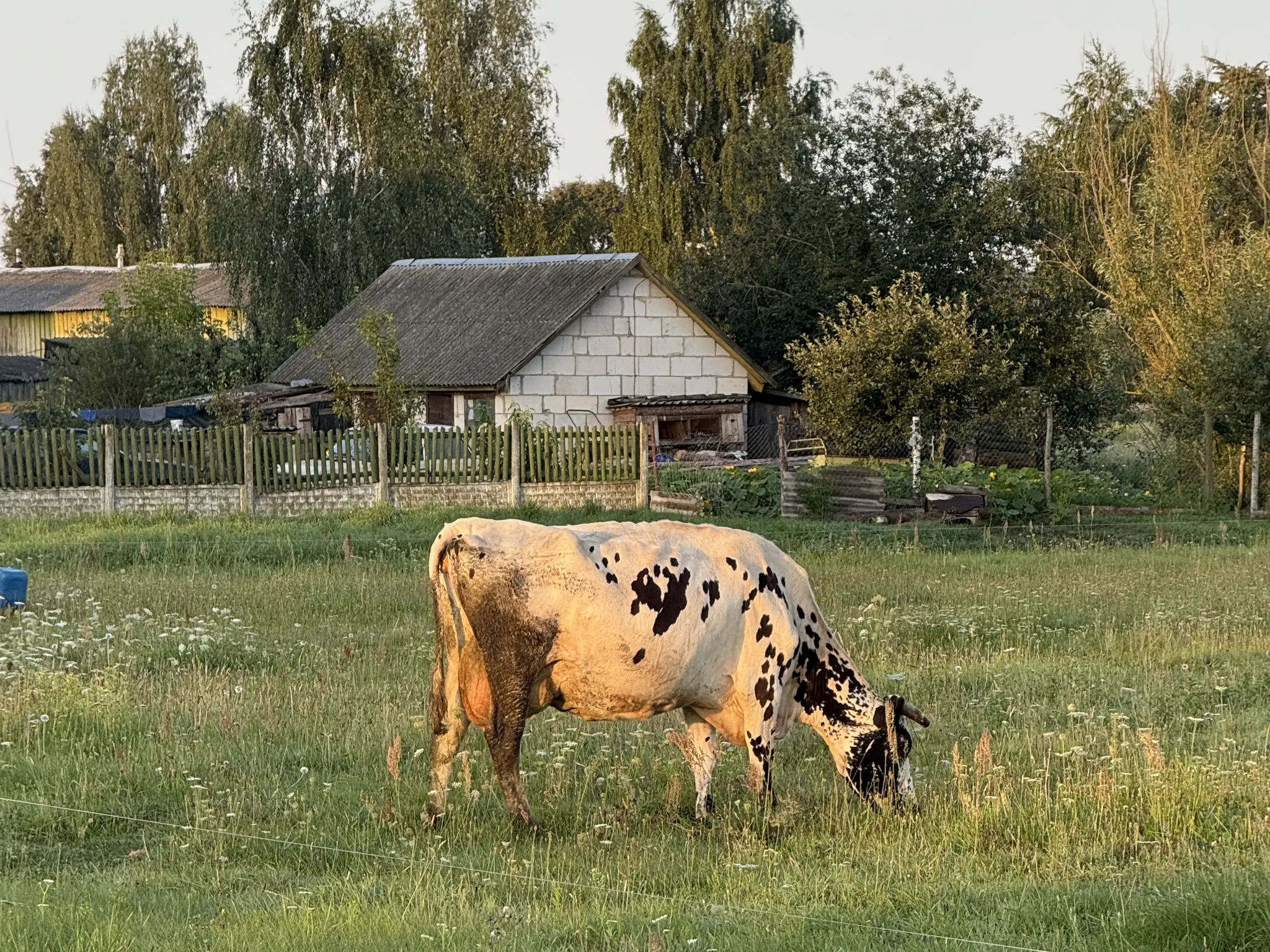 Корова