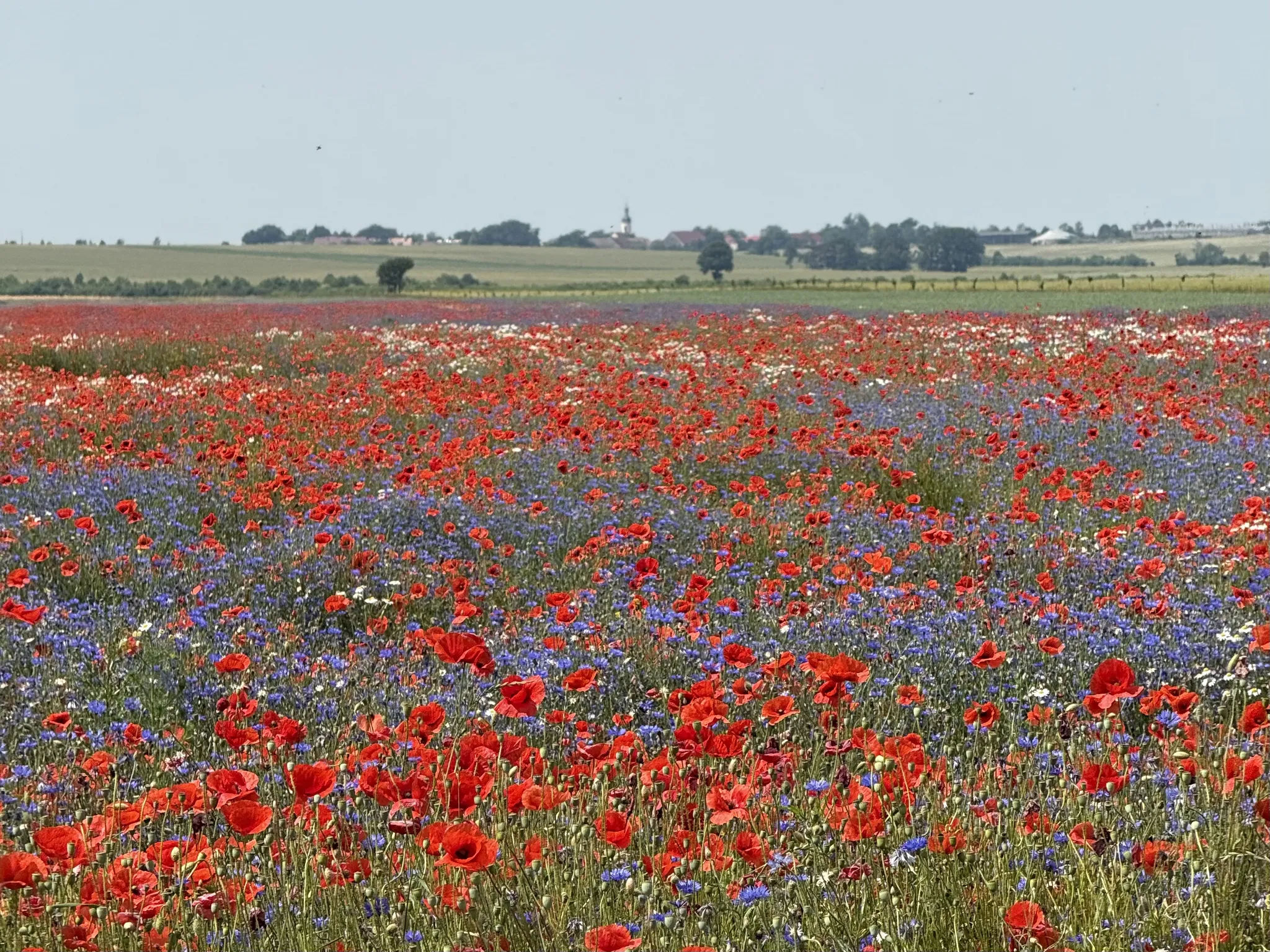 Дрезден - Виттенберг. Из Праги в Берлин на велосипеде. День 3-й
