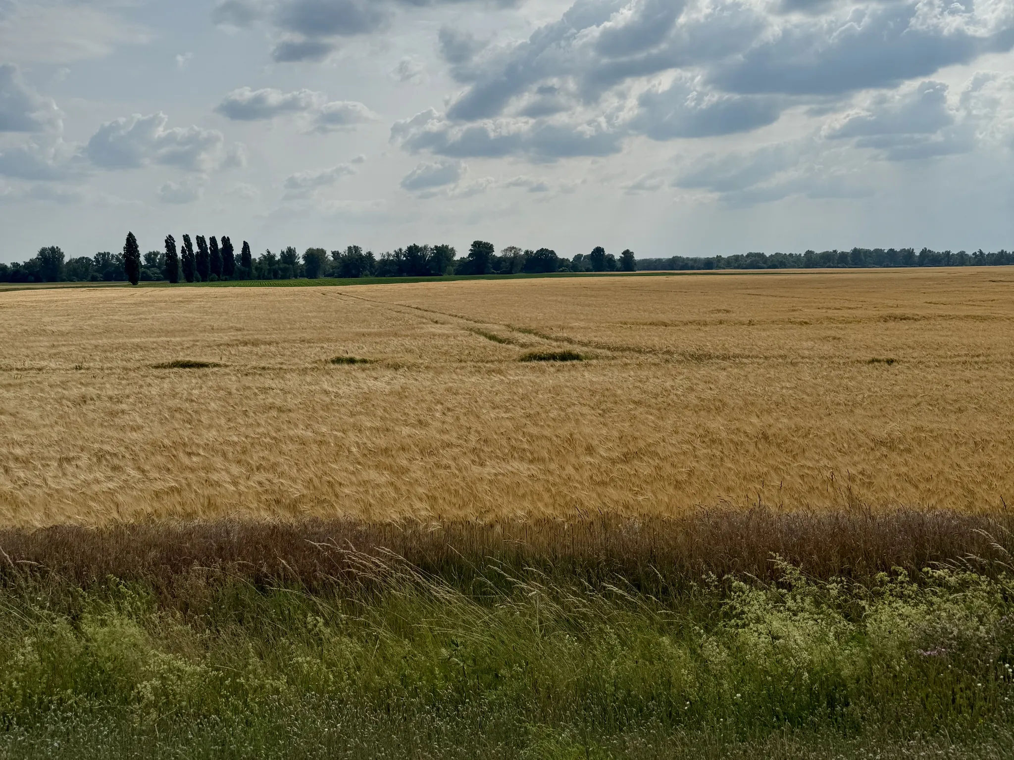 Поле в Германии