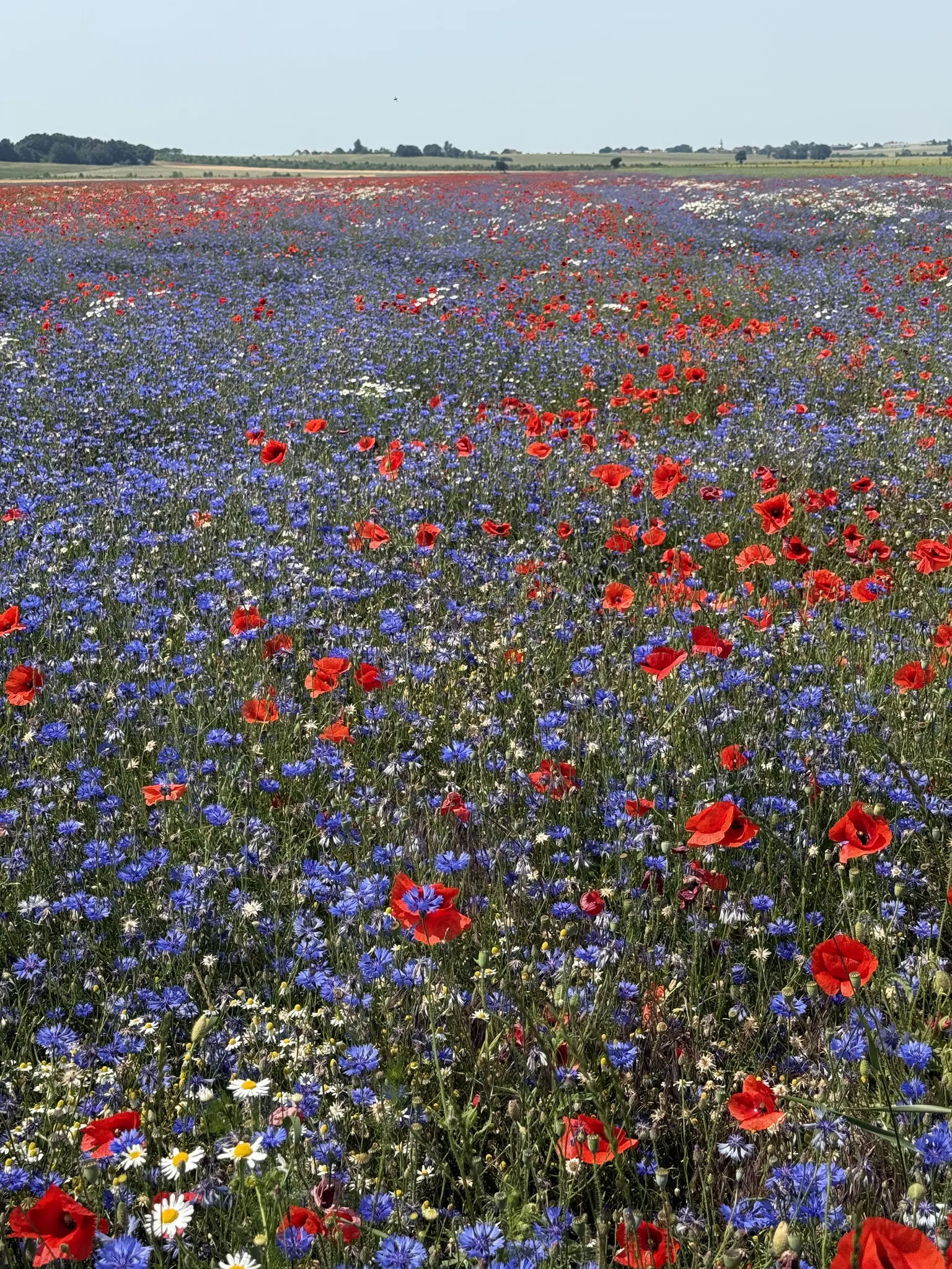 Луговые васильки и маки