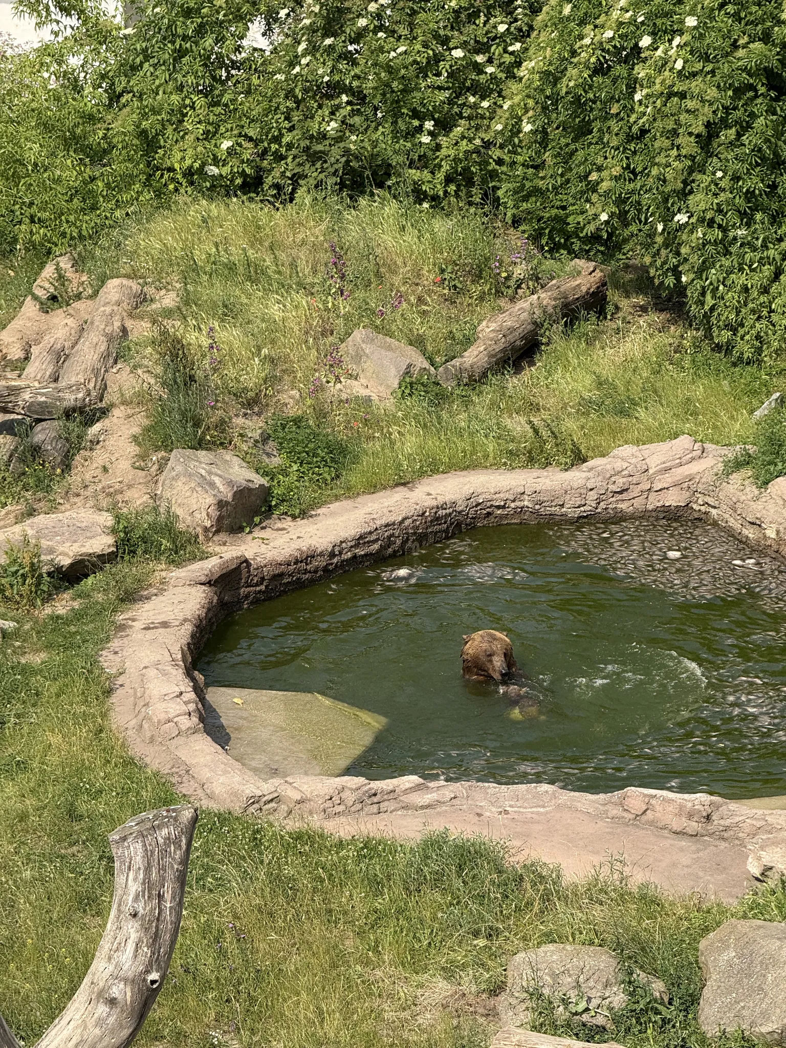 Медведь в медвежьем рве