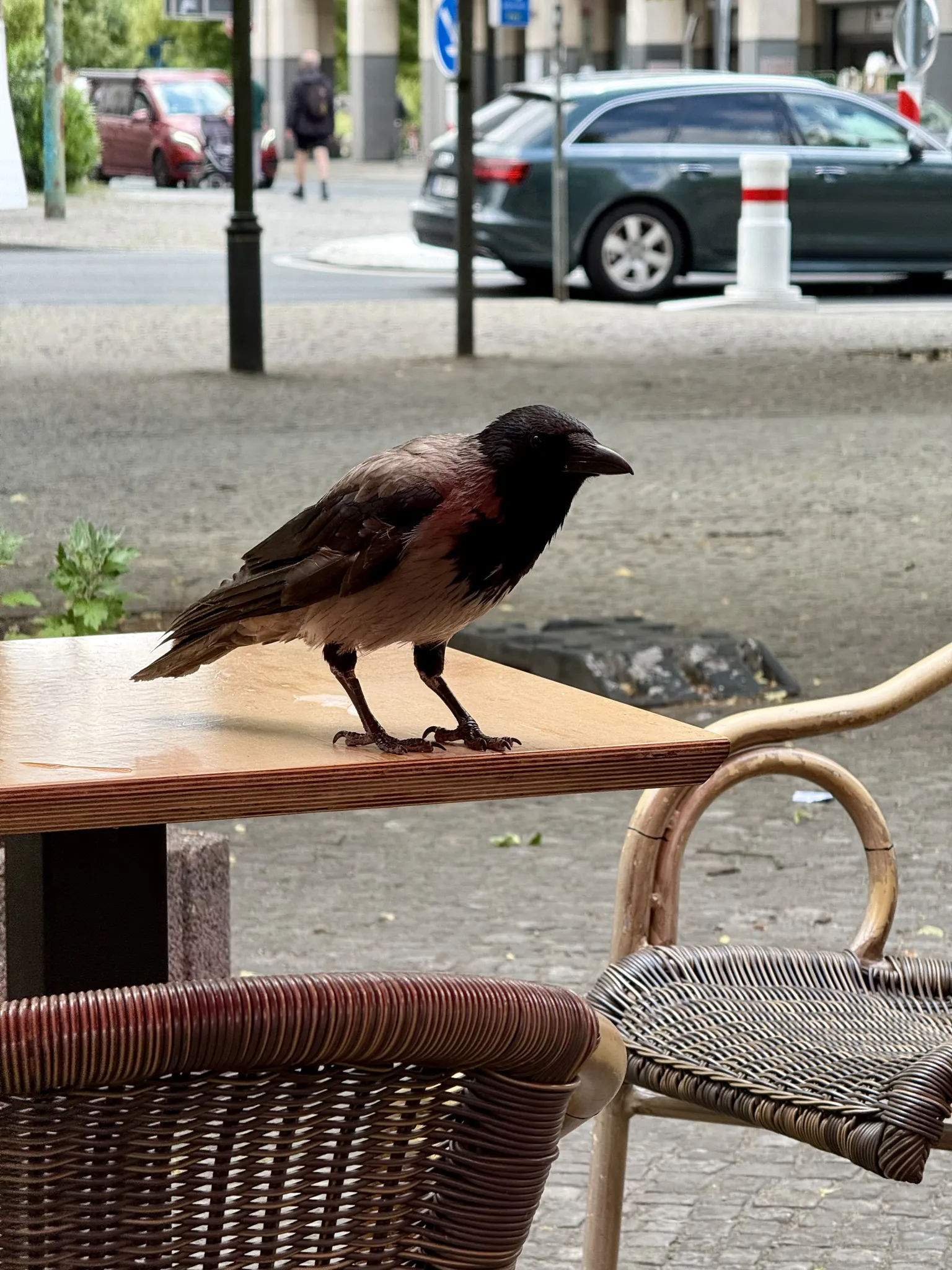 Ворона на столе