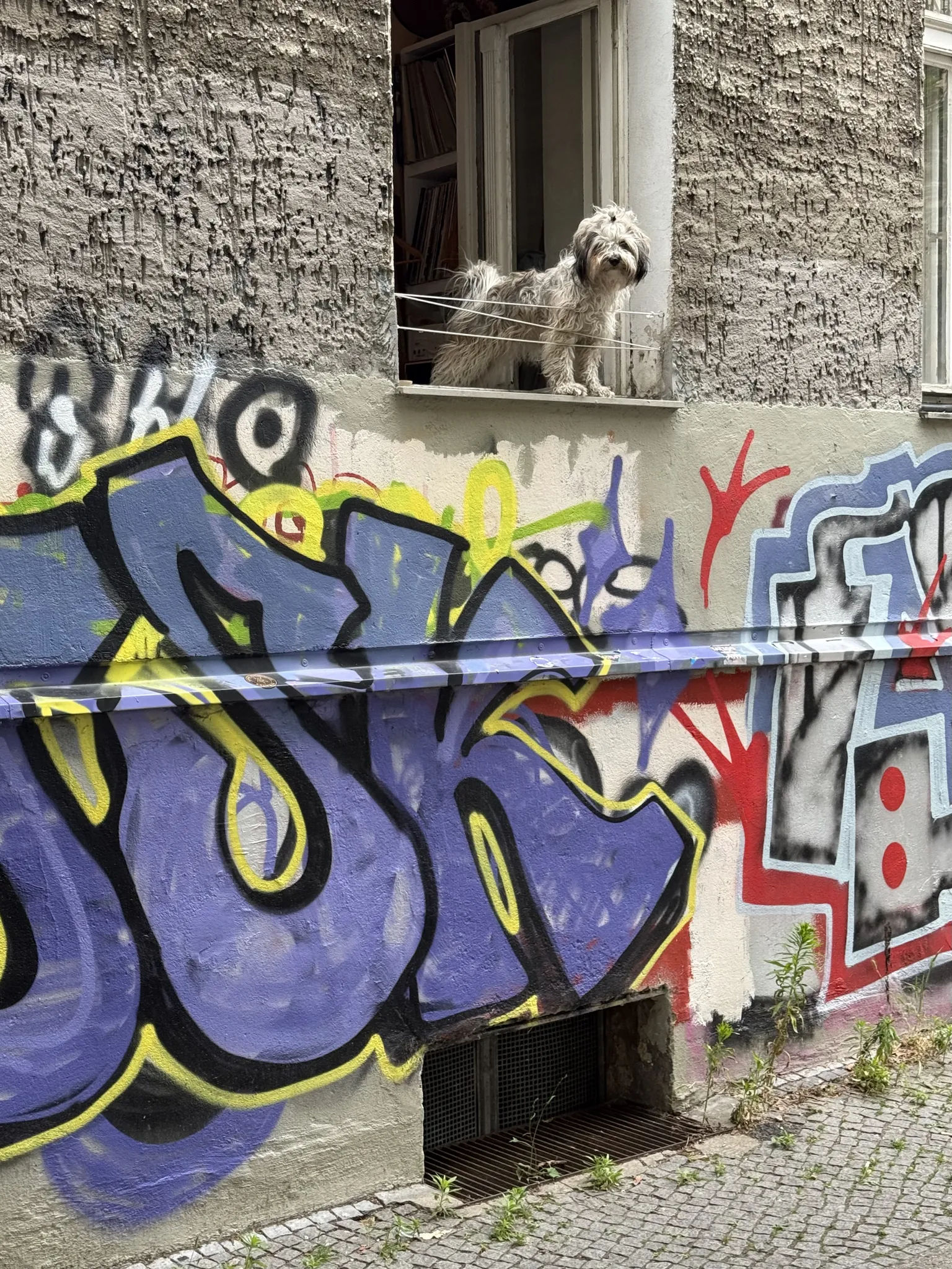 Собака выглядывает из окна