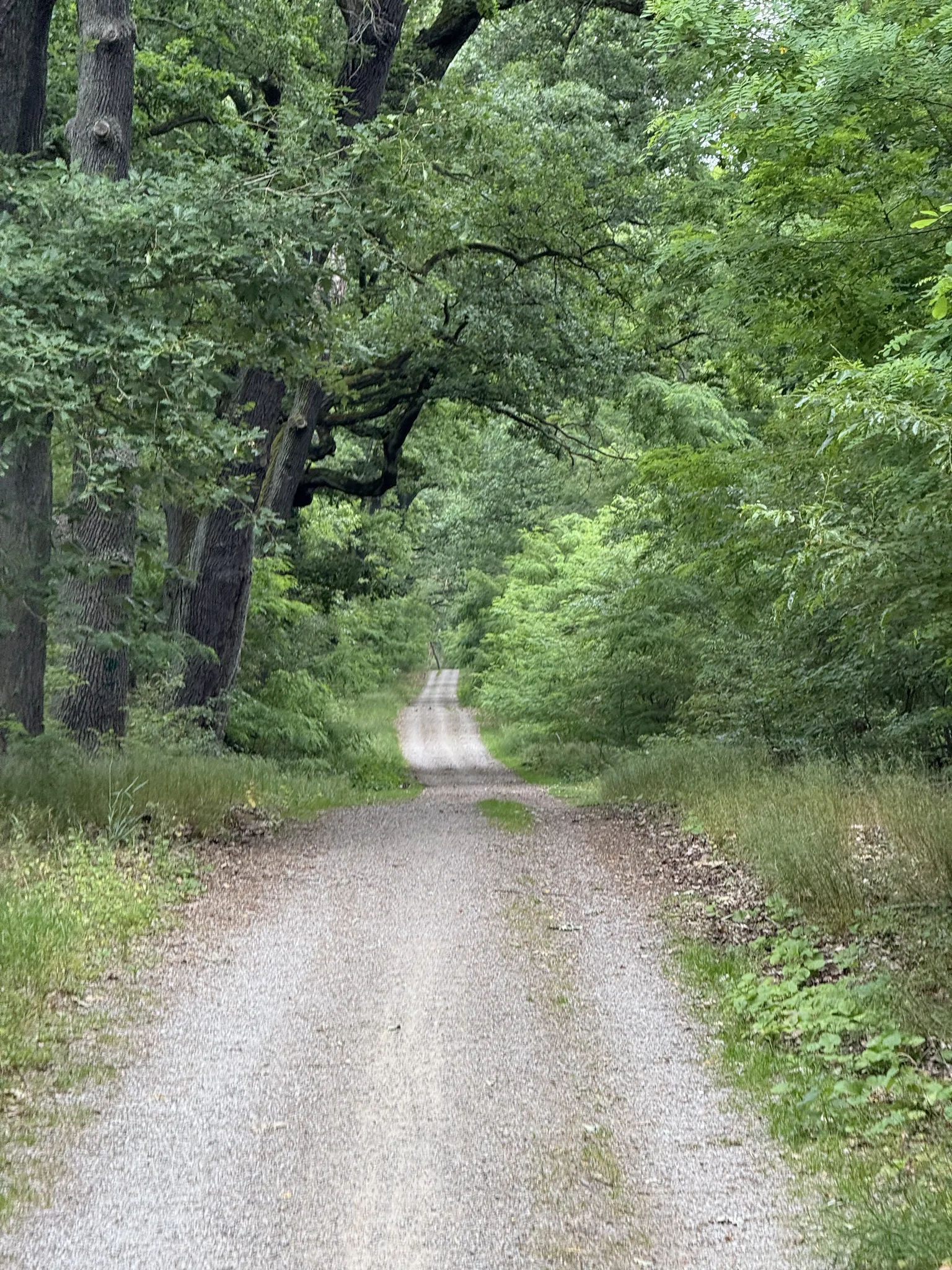 Лесная дорога в Потсдам Зюд