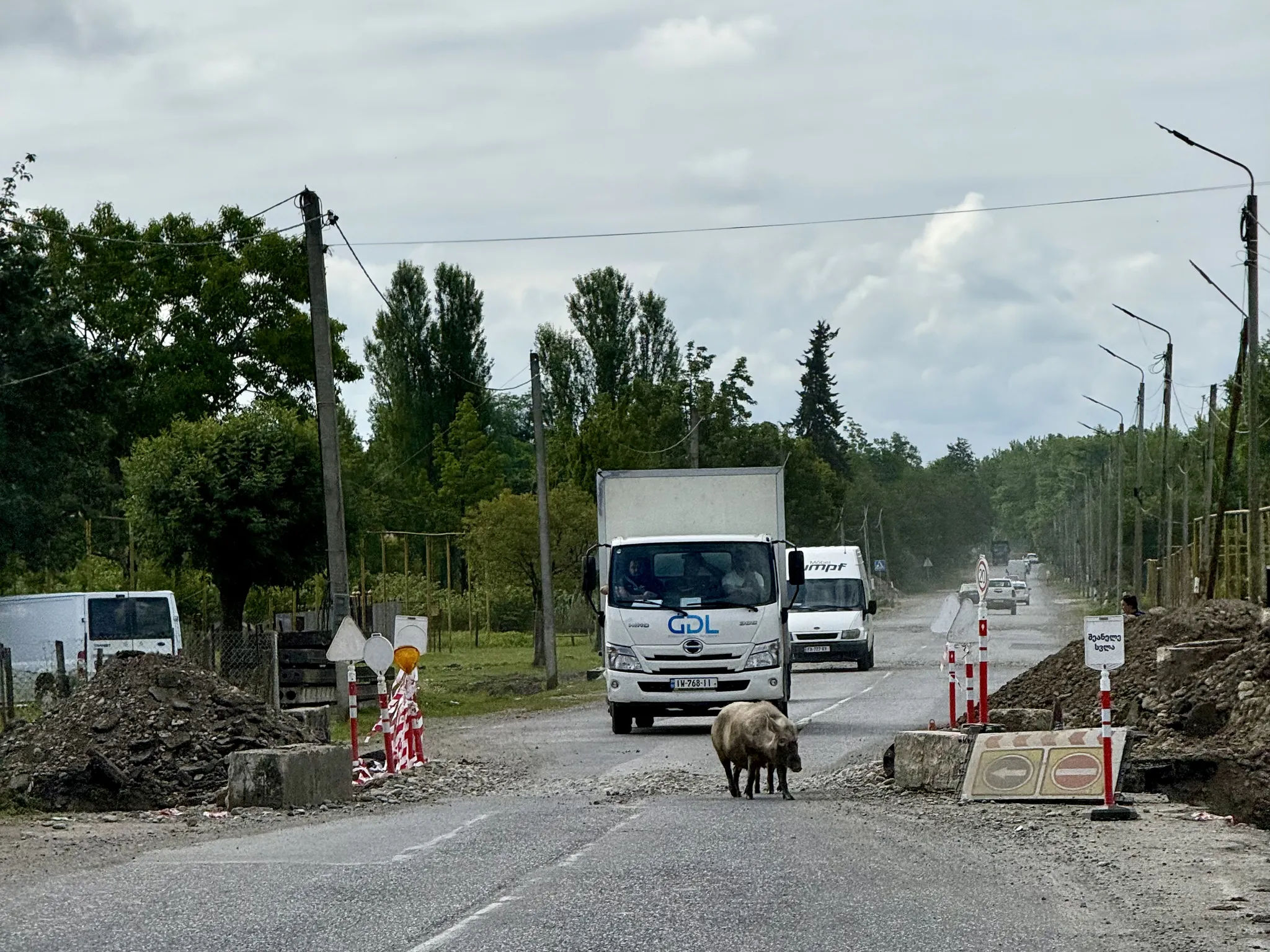 Свинья на дороге