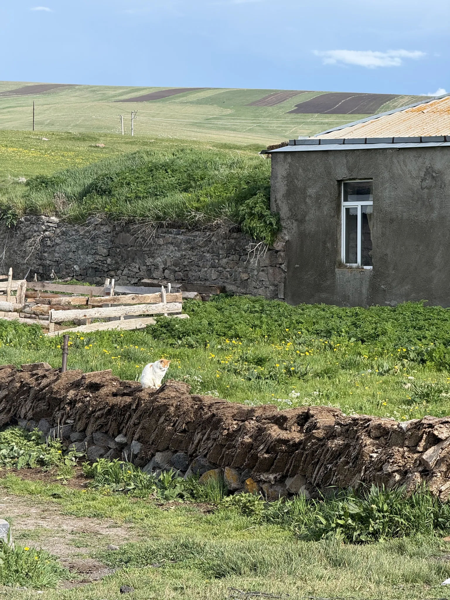 Кот на заборе из кизяков
