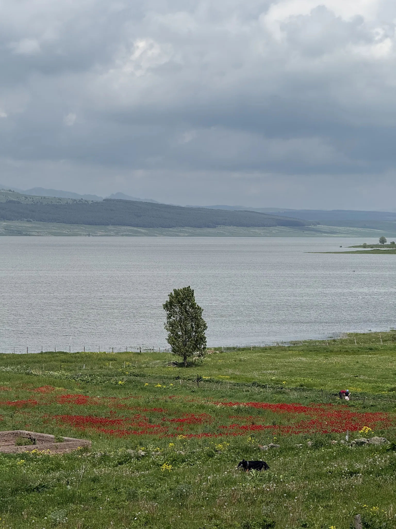 Маковое поле перед водохранилещем