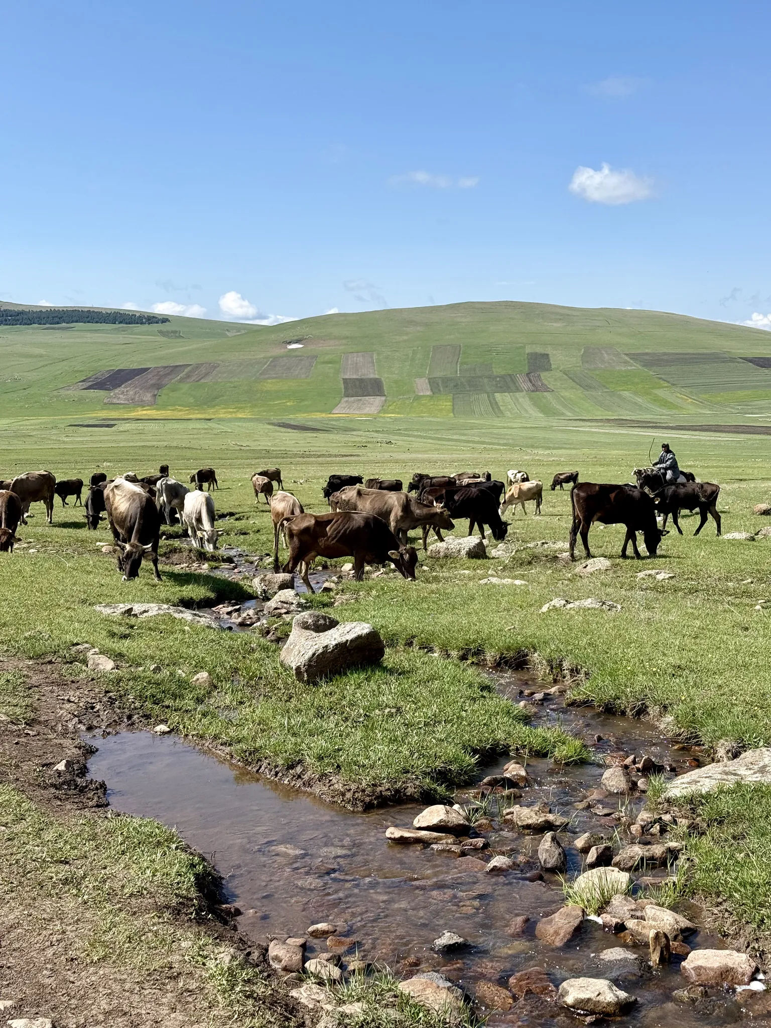 Коровы на альпийских лугах