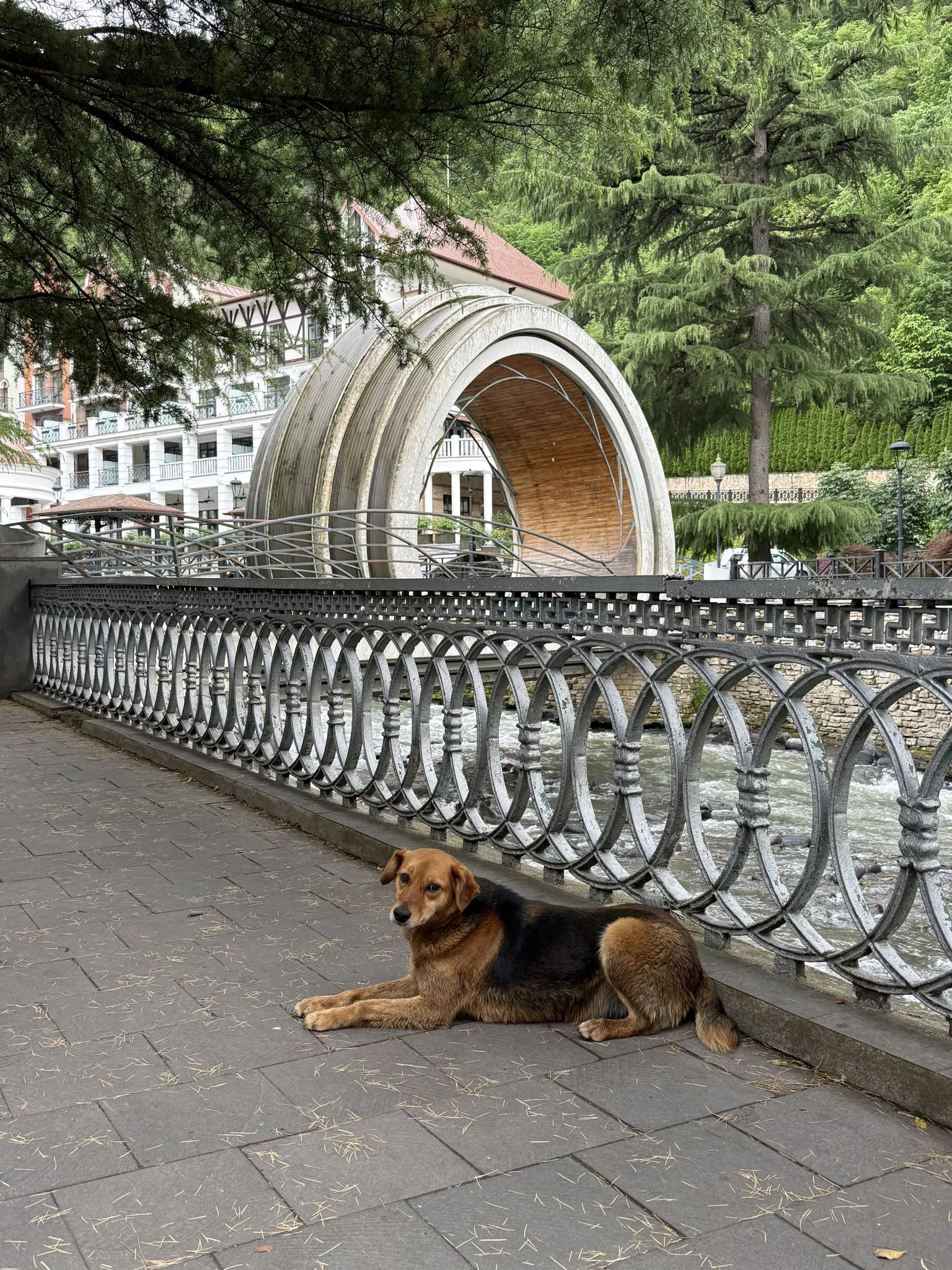 Собака у моста-петли