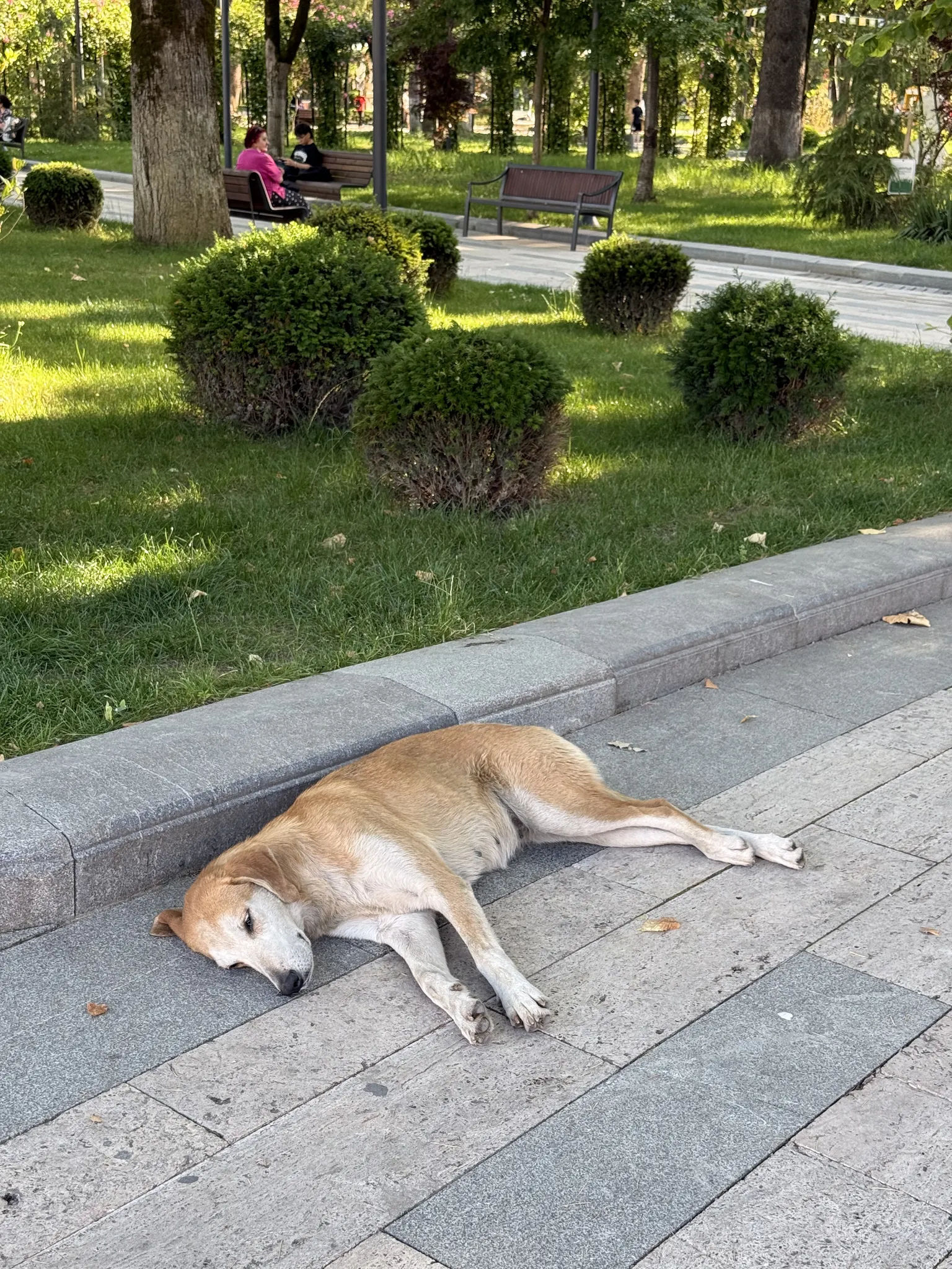 Собака в центральном парке