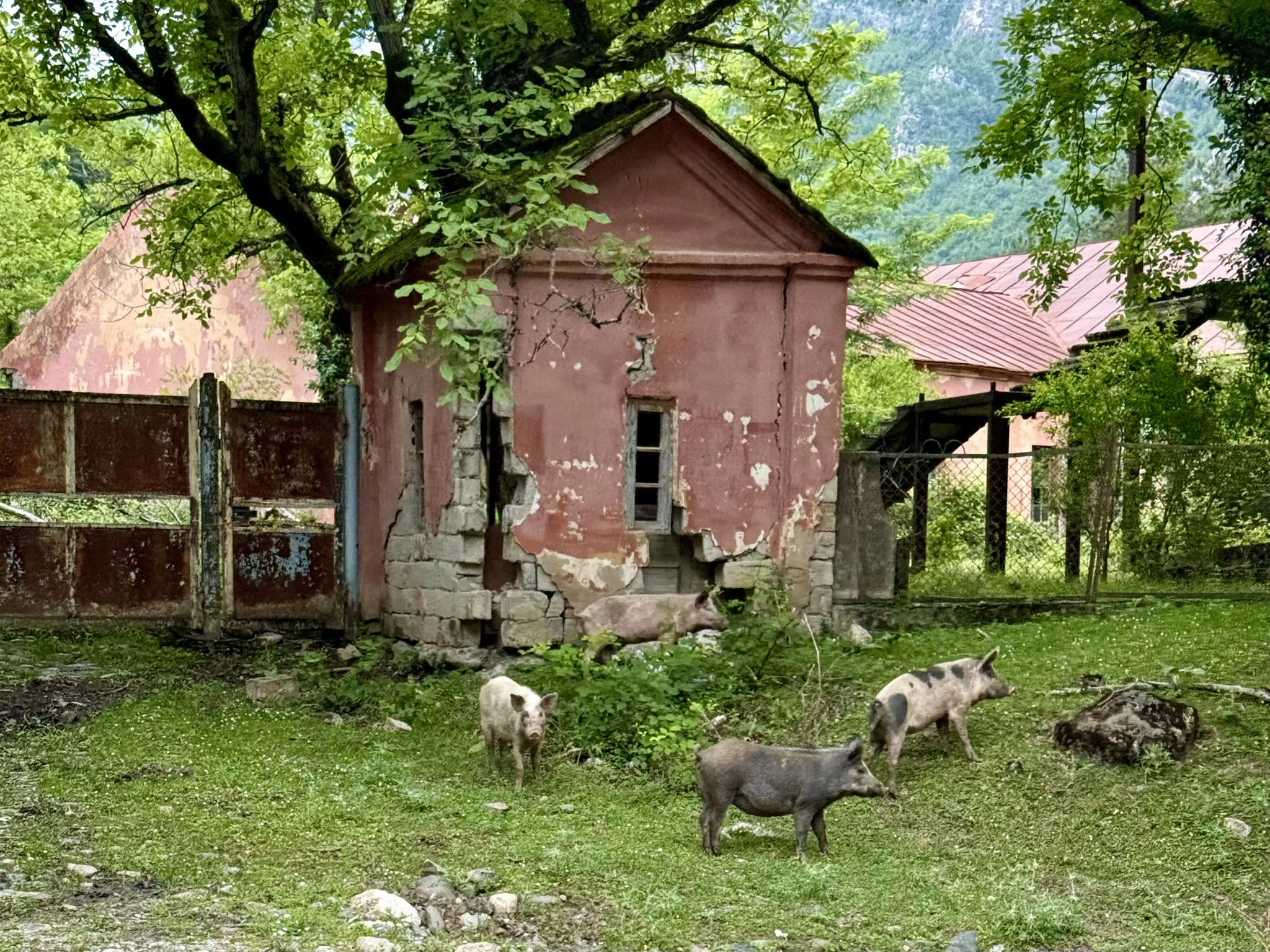 Свиньи на обочине дороги