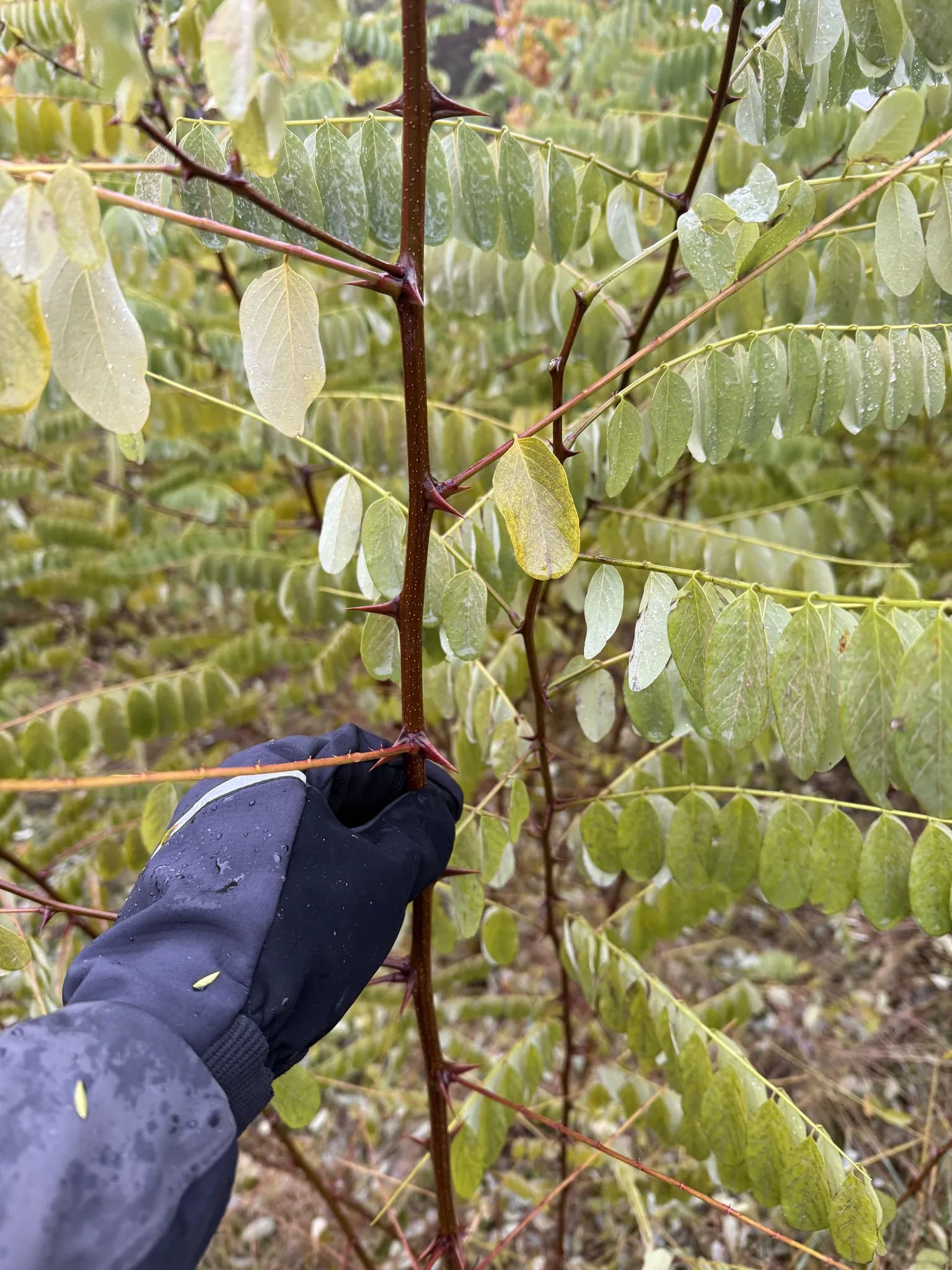 Колючки акации