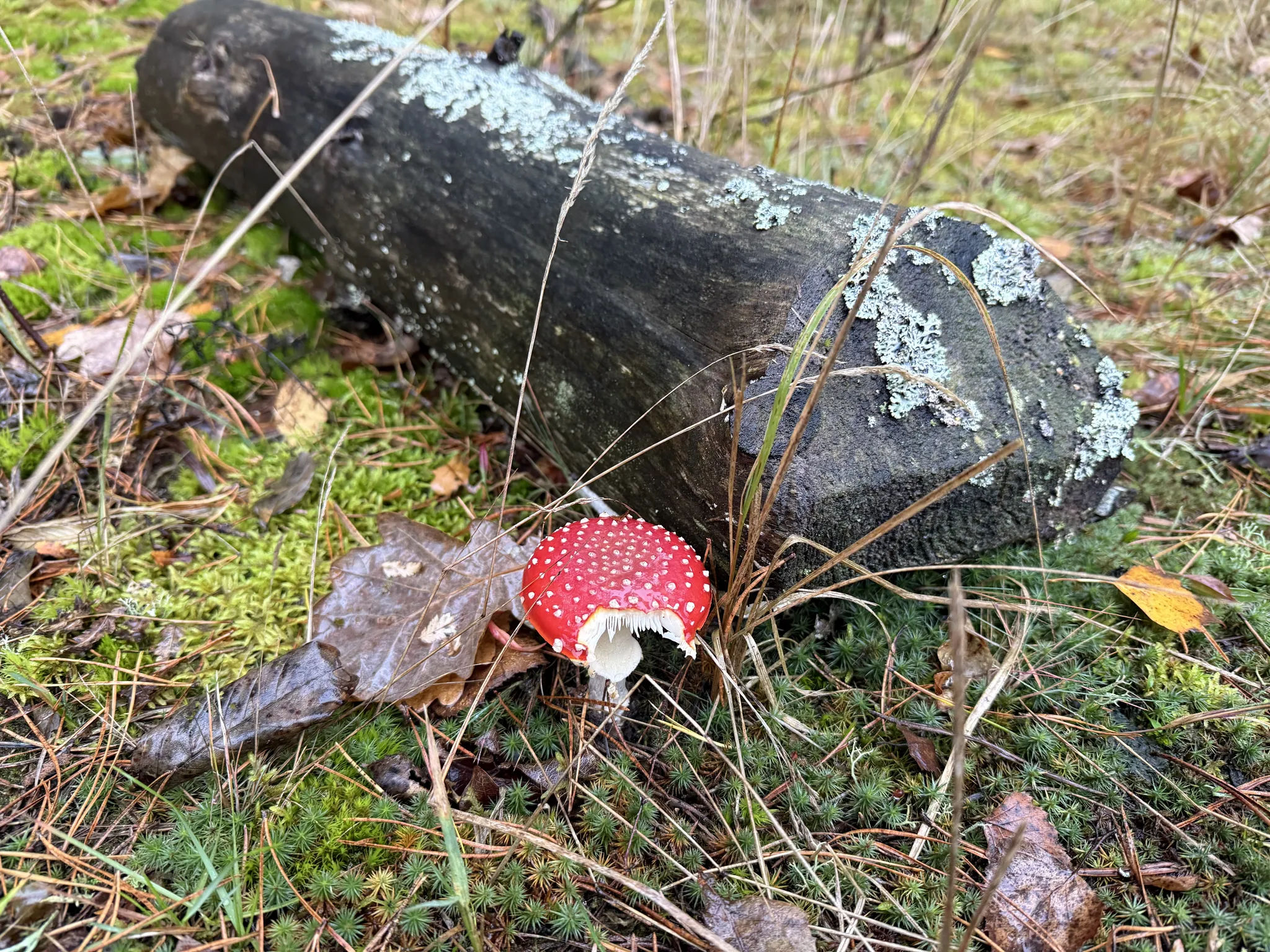 Надкусанный мухомор