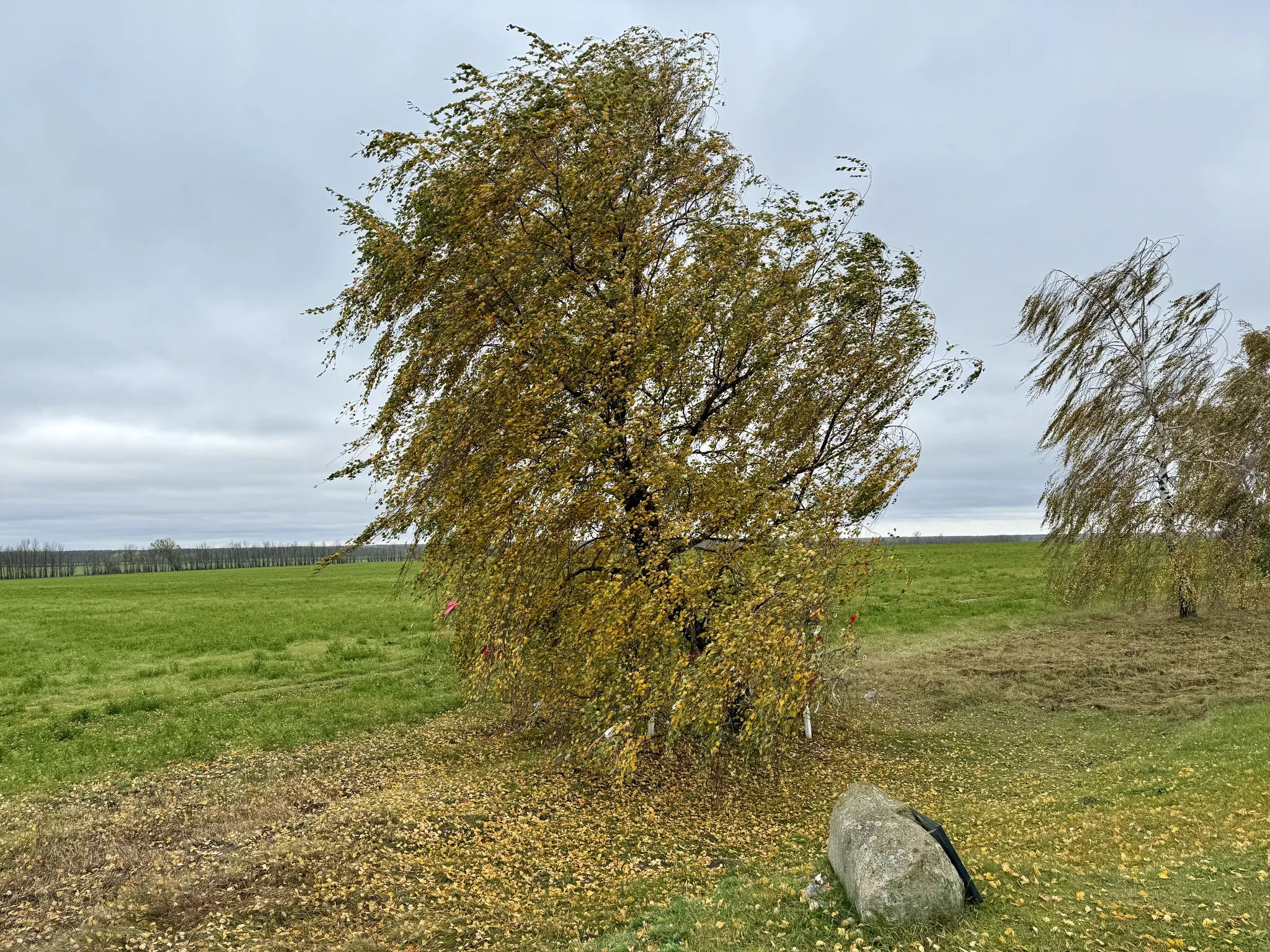 Черная береза