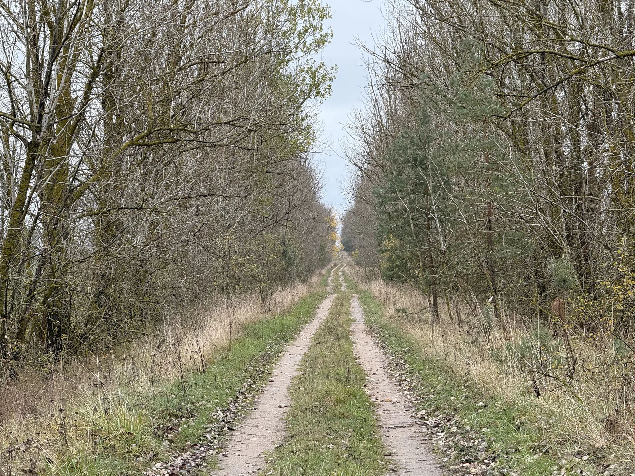 Грунтовая дорога через аллею