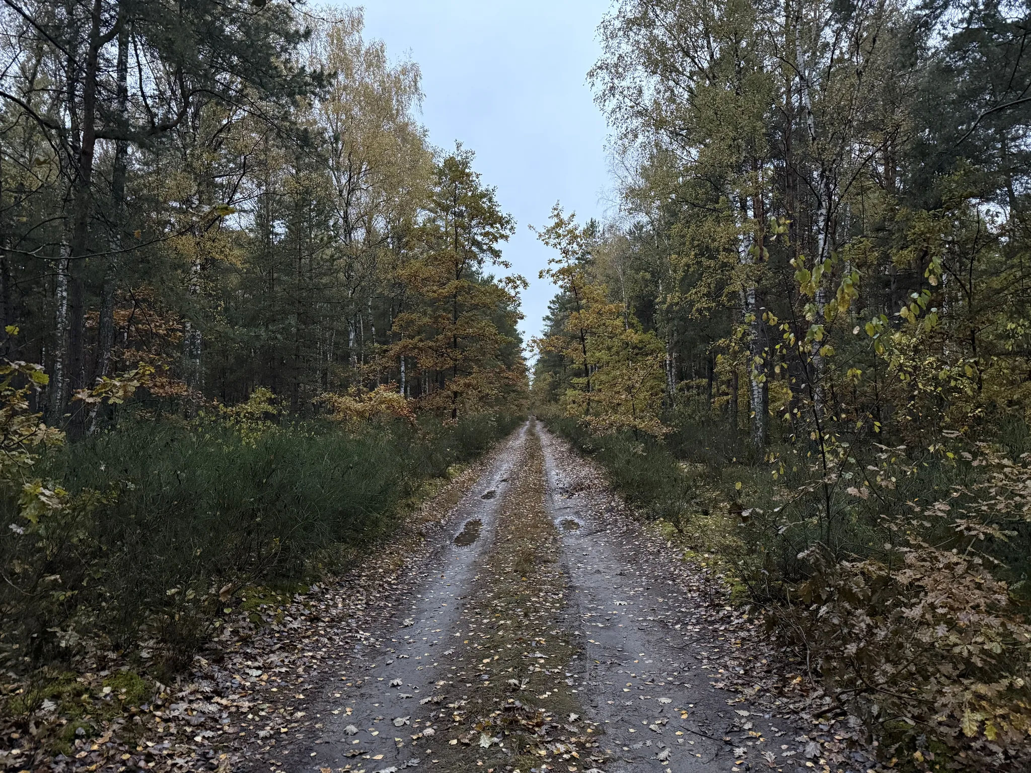 Лесная дорога на рассвете