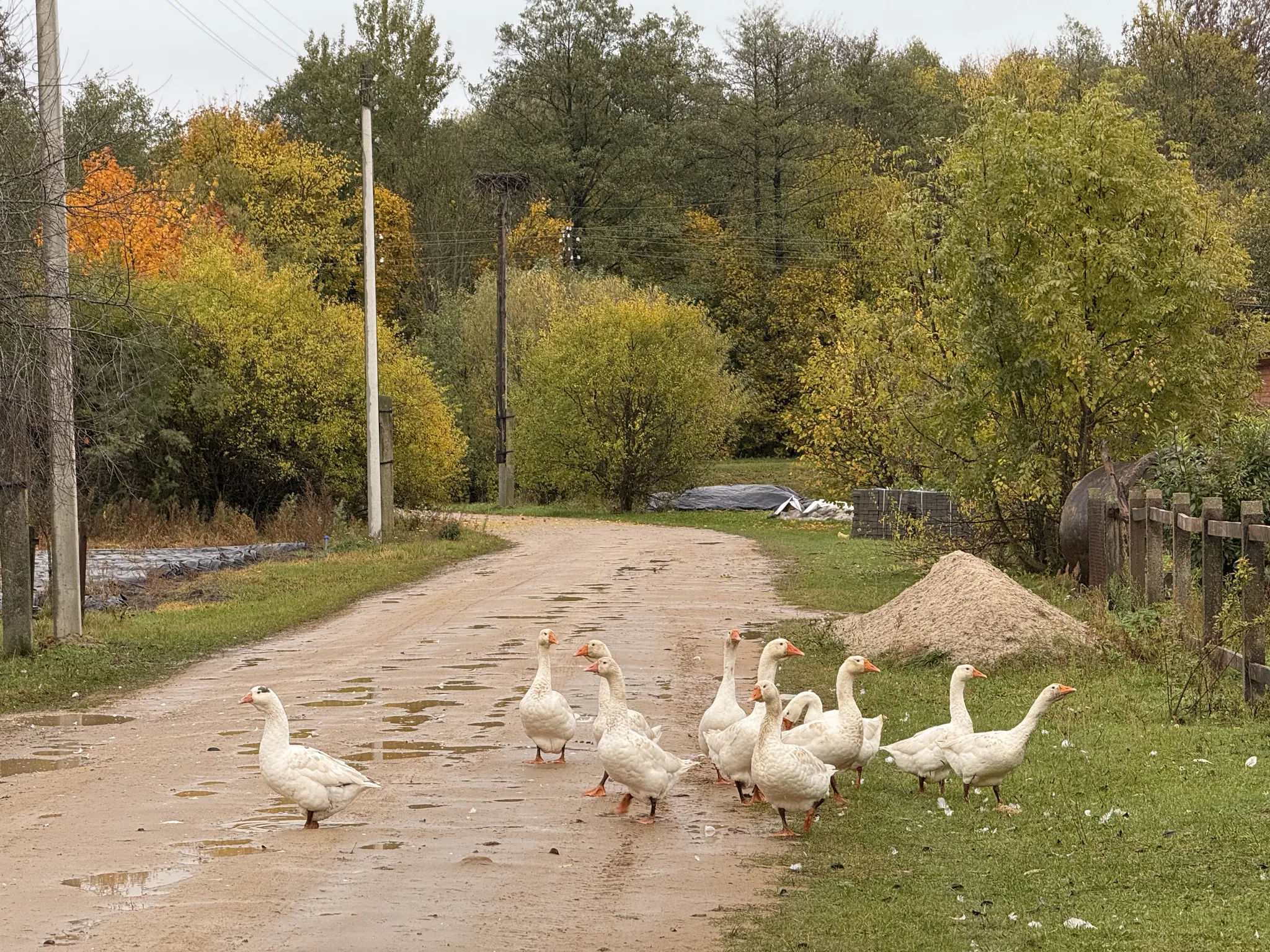 Гуси на дороге