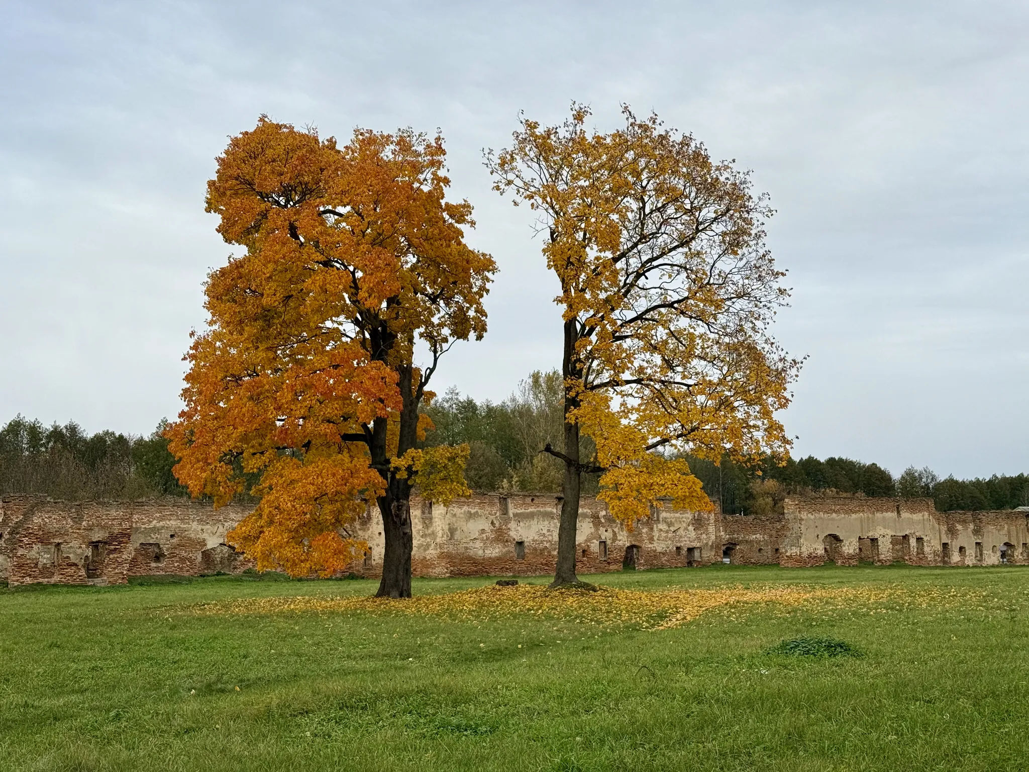 Деревья на территории монастыря
