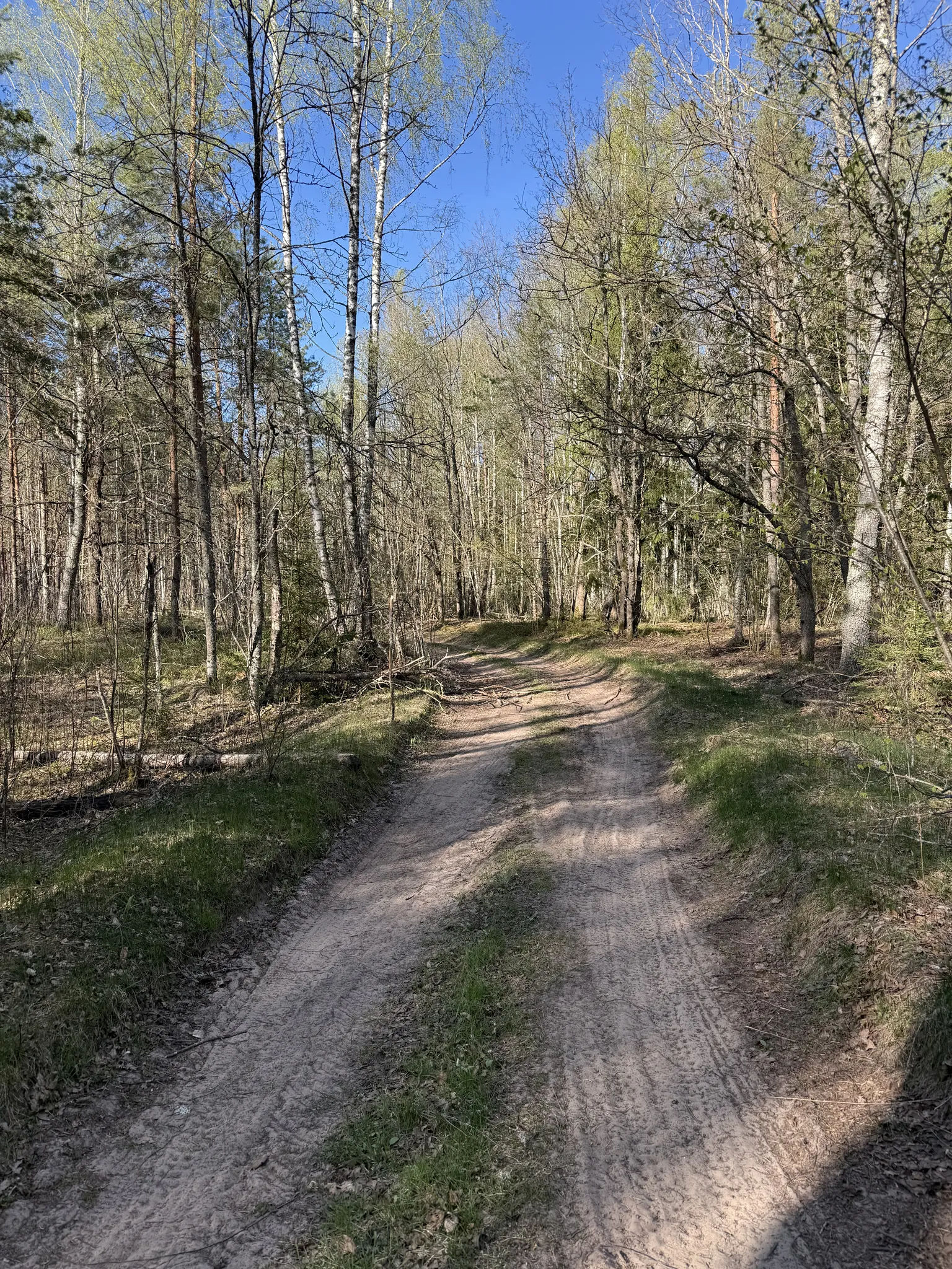 Лесная песчаная дорога