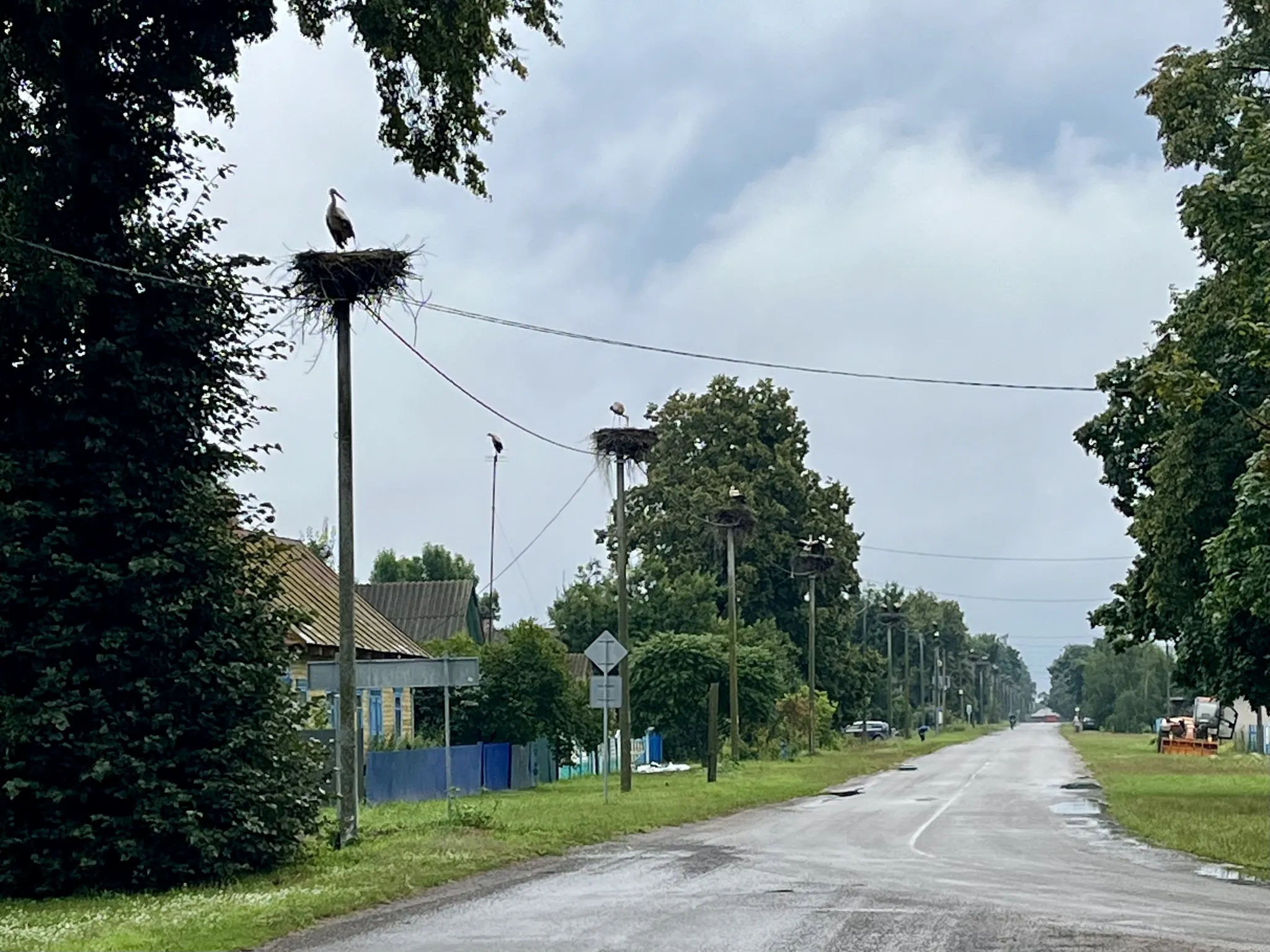 Дорога с аистами