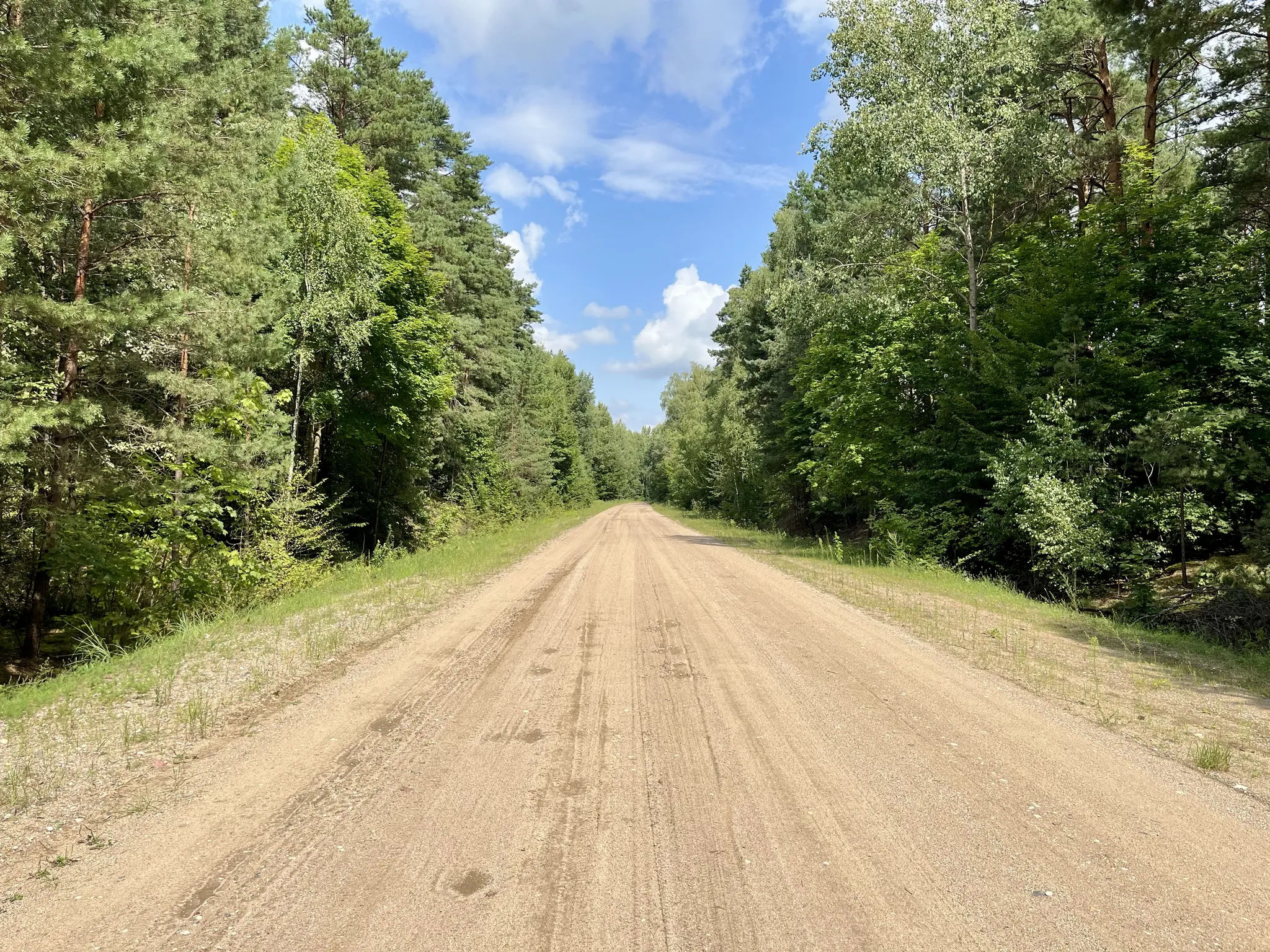Гравейка вдоль леса