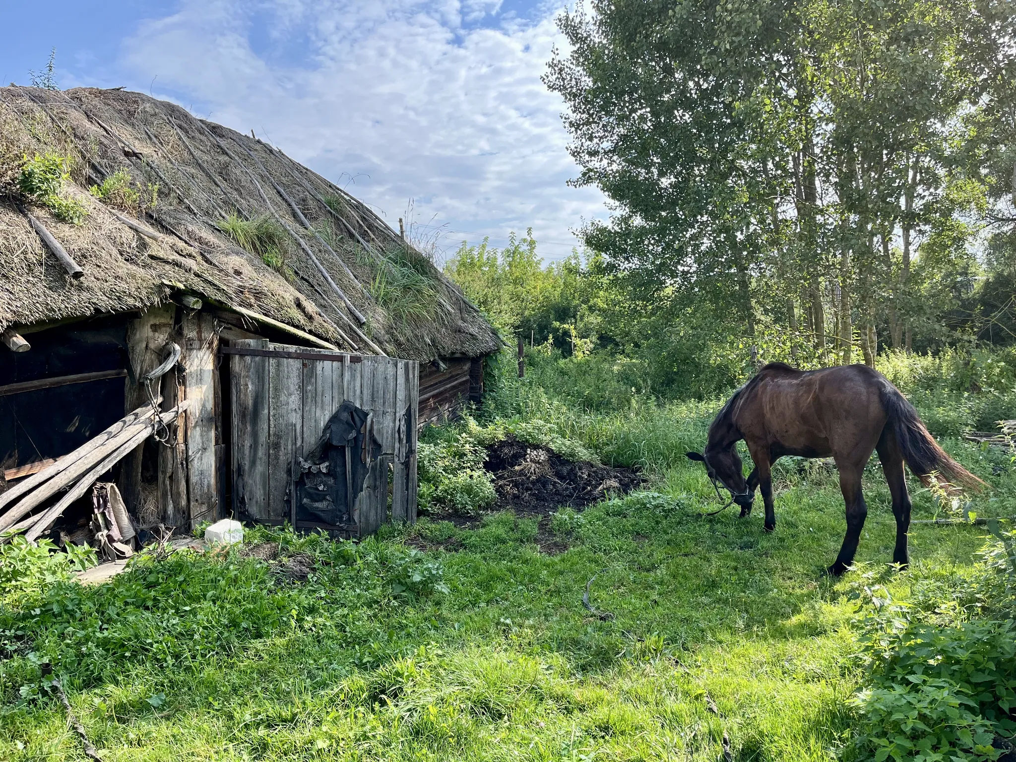 Лошадь и сарай