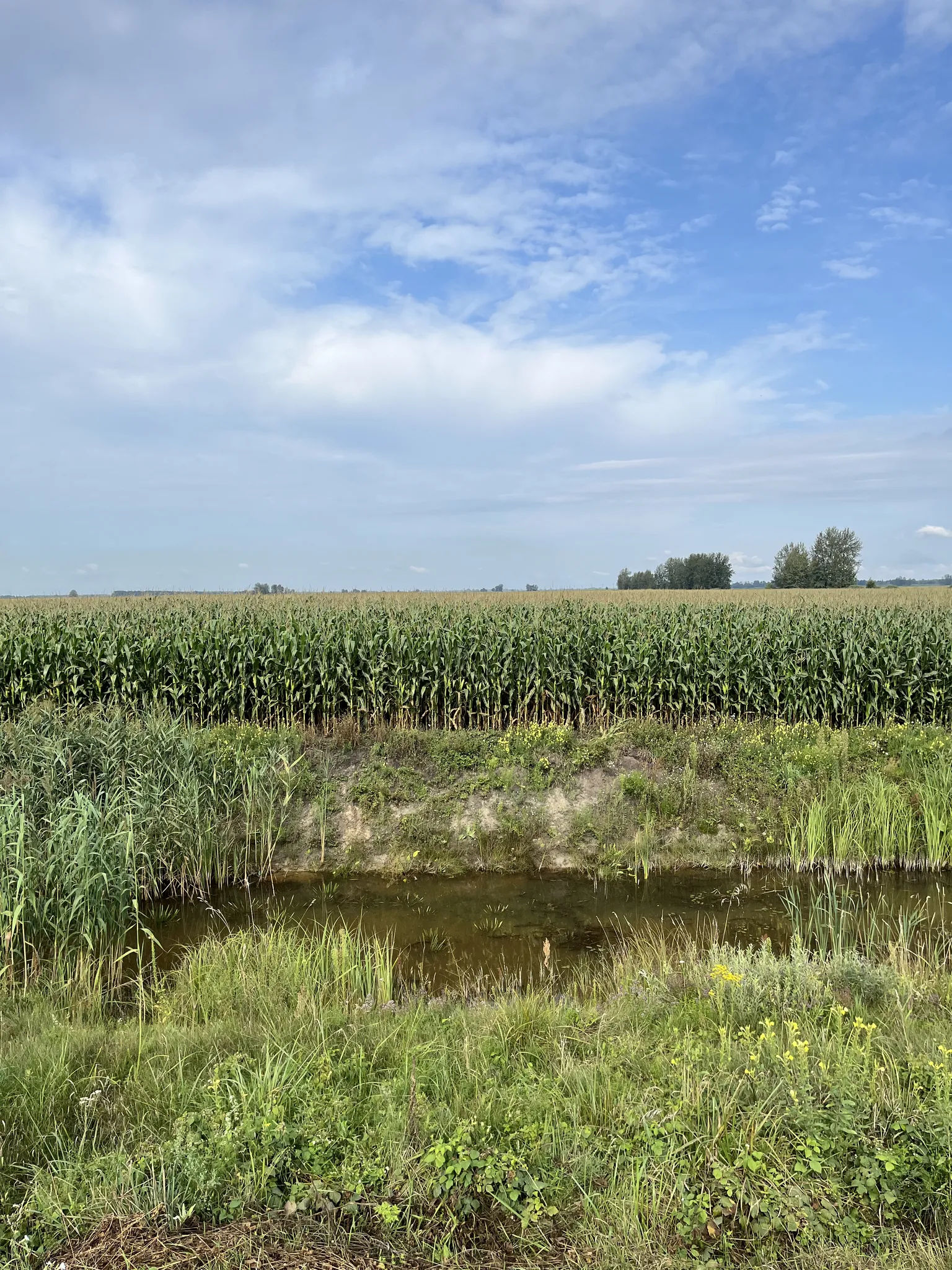 Болота и кукуруза