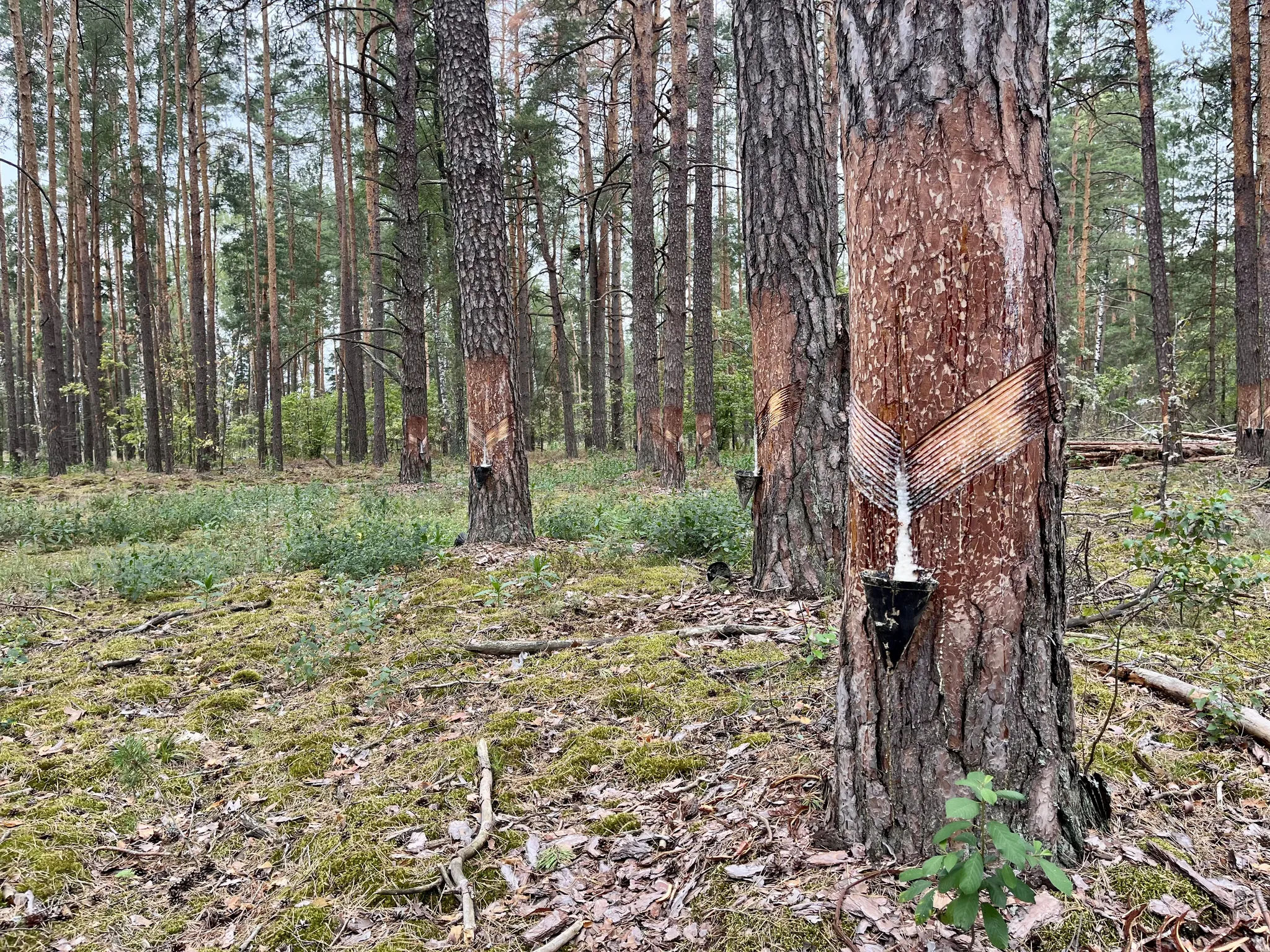 Сбор сосновой смолы