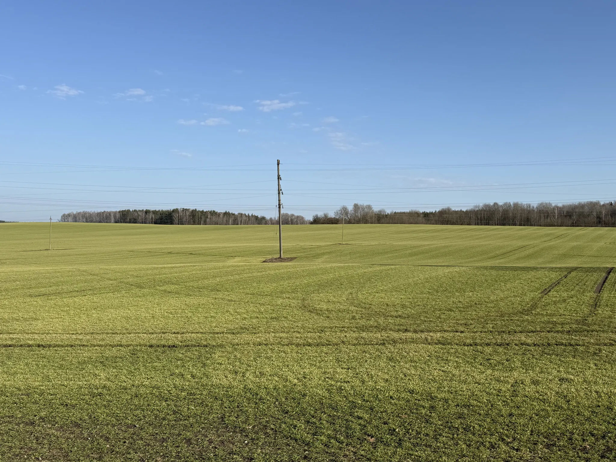 Зеленое поле