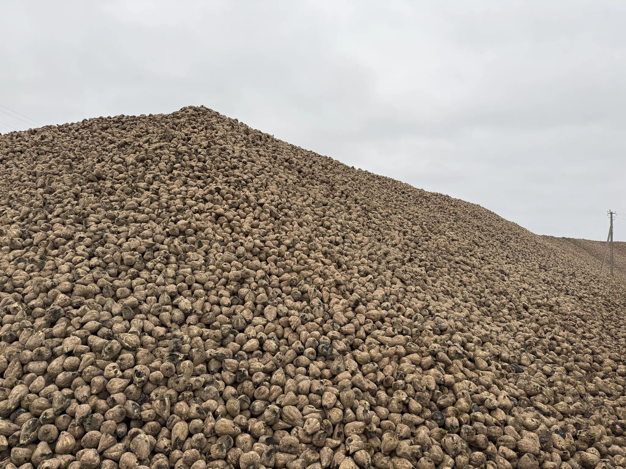 Горы свеклы