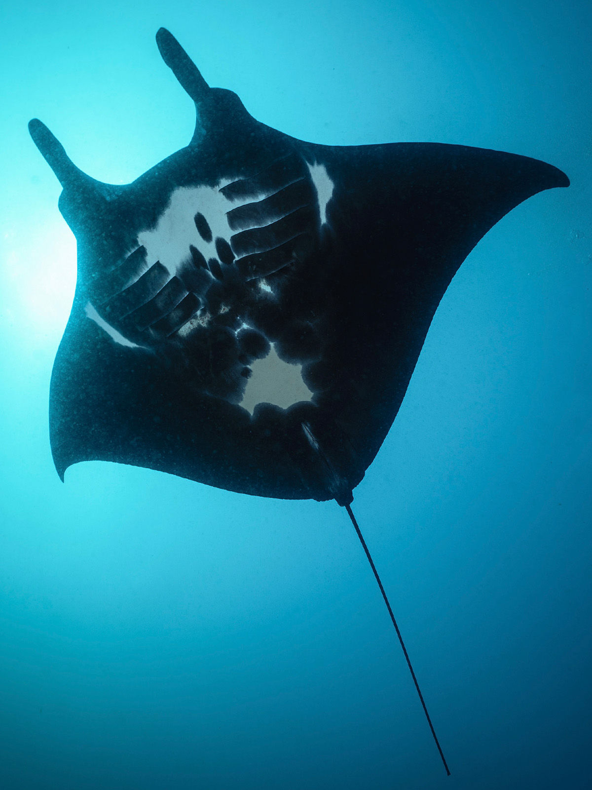 Manta Ray