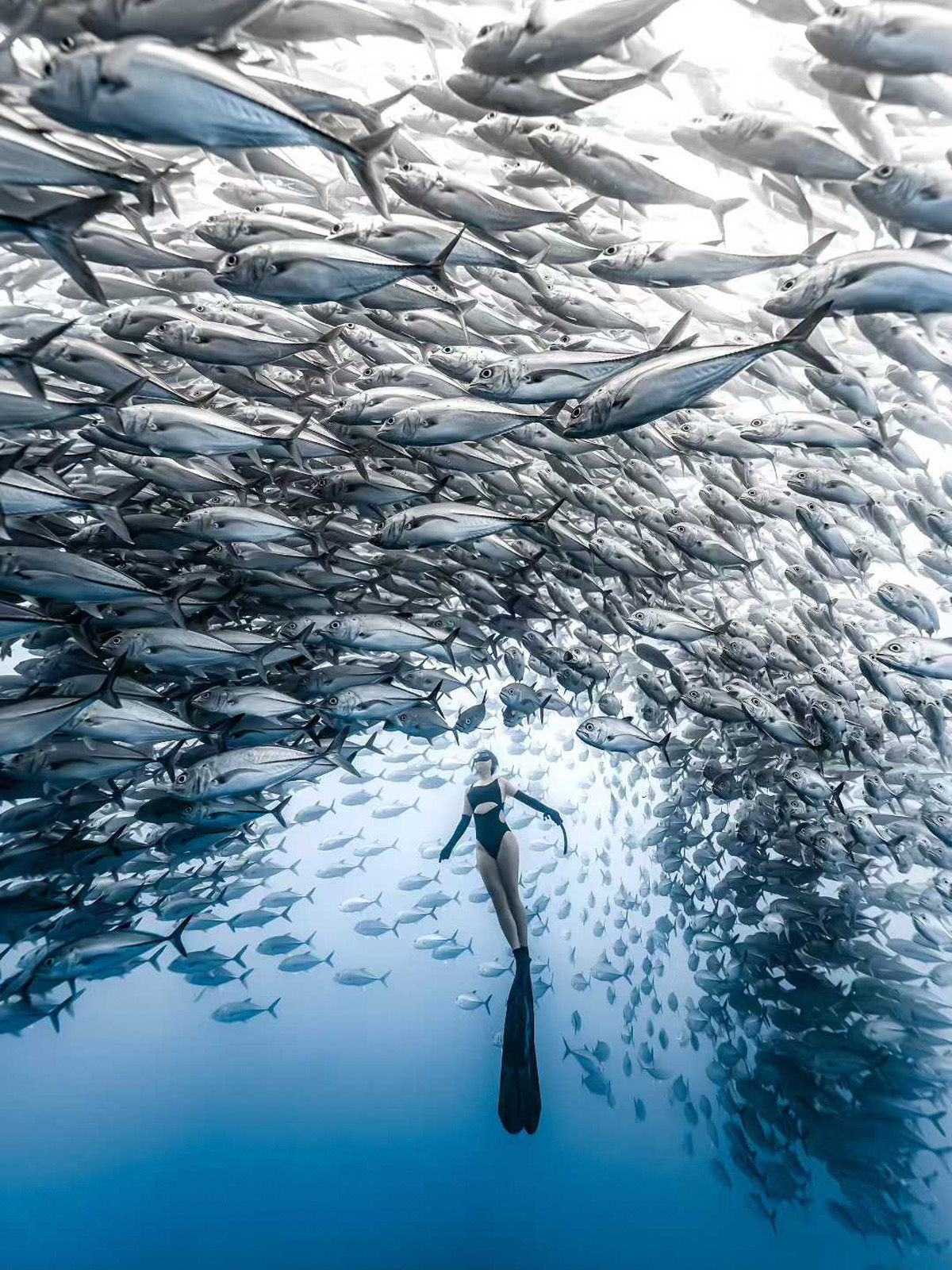 Semporna Marine Life