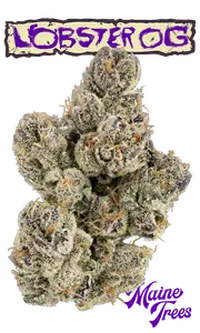 Lobster OG Eighth (Glass Jar)