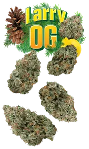 Larry OG 7g Juniors