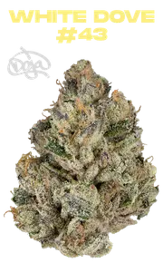 White Dove #43 Eighth