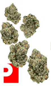 Lazer Gun 7g Juniors