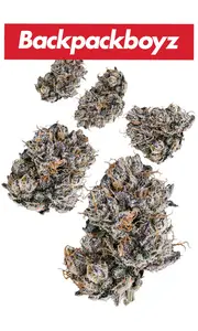 White Cherry Gelato 7g Juniors