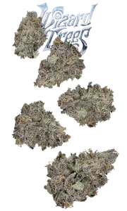 Wizard Trees Brand - The Flowery Shop