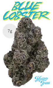 Blue Lobster 7g Juniors