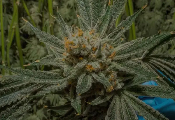 Fresh Florida-grown cannabis handled with quality control