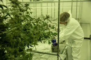 The Flowery Opens as Florida's First Certified Veteran-owned Medical Marijuana Treatment Center