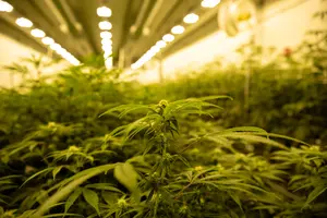 The Flowery Hires Executive Team That Oversaw One Plant's Exit