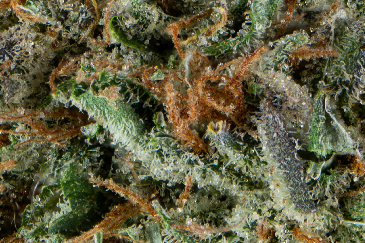 Melonade 14g Juniors The Flowery