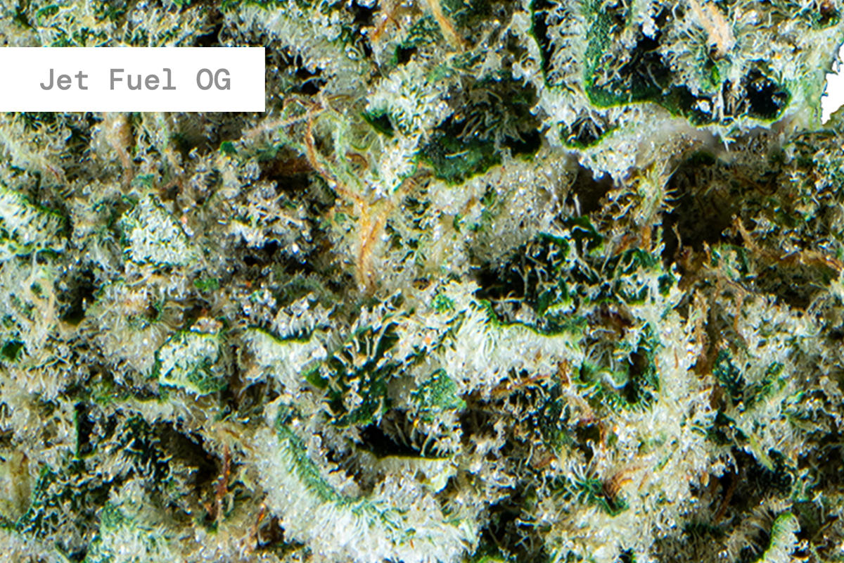 JET FUEL OG PREROLL 1G The Flowery Shop